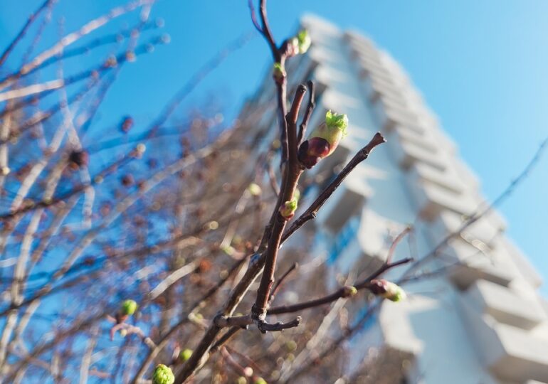 Самарцам рассказали, когда наступит сезон аллергии