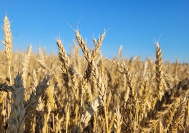 Экспорт аграрной продукции из Самарской области в Китай вырос почти в пять раз