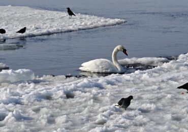В Самаре на спуске у Ладьи заметили лебедя