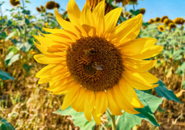 Экспорт аграрной продукции из Самарской области в Китай вырос почти в пять раз