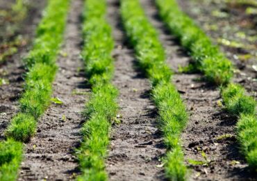 В лесах Самарской области высадят более 5 млн сеянцев