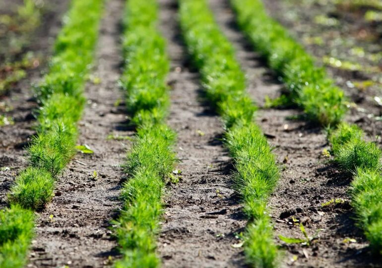 В лесах Самарской области высадят более 5 млн сеянцев