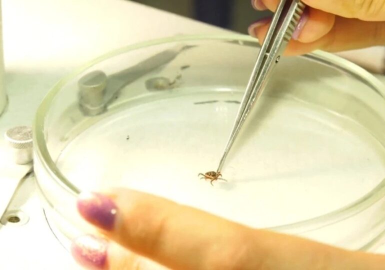 Пик активности клещей в России наступит в мае