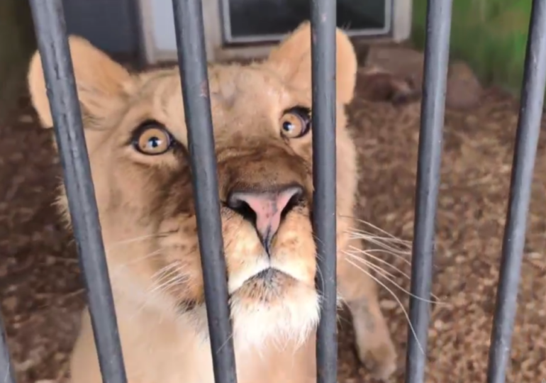 В самарский зоопарк передали львицу по кличке Сабра