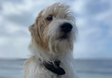 Самарцам рассказали, чем могут заболеть питомцы весной