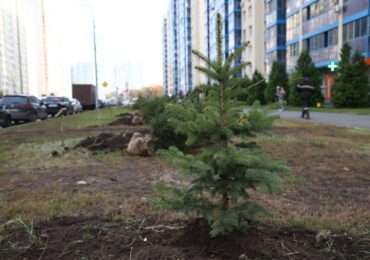 В Самаре усилили контроль за насаждениями и их уходом