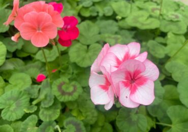 На улицах Самары высадят 1,4 млн цветов