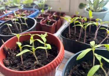 Самарцам рассказали, что сажать в марте