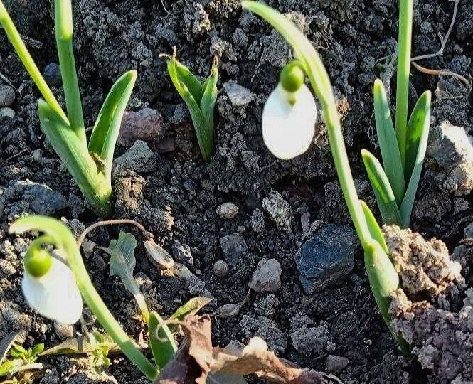 Самарцам напомнили о наказании за сорванные подснежники
