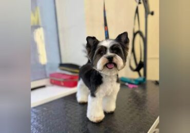 В Самаре ищут собаку по кличке Жора