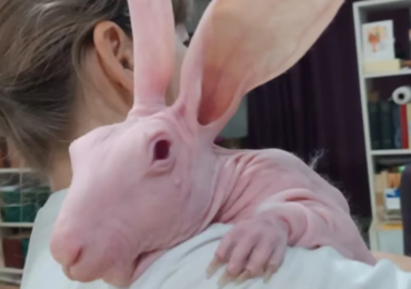 У лысого кролика Добби из Самарской области появились внуки