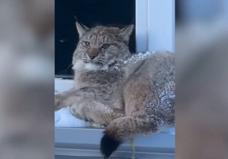 В ХМАО-Югре полицейские поймали рысь и вывезли ее в заповедник