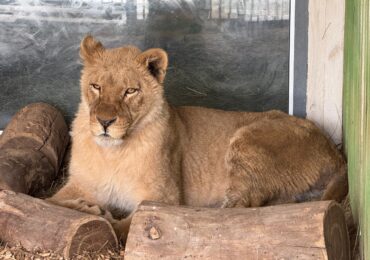 Львица Сабра обживается в самарском зоопарке