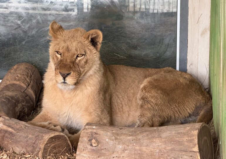 Львица Сабра обживается в самарском зоопарке
