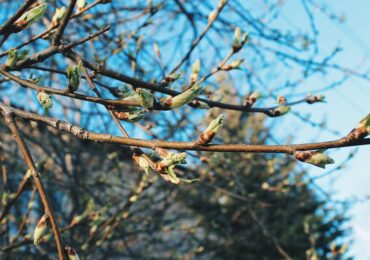 В Самарской области 1 апреля погода установила температурные рекорды