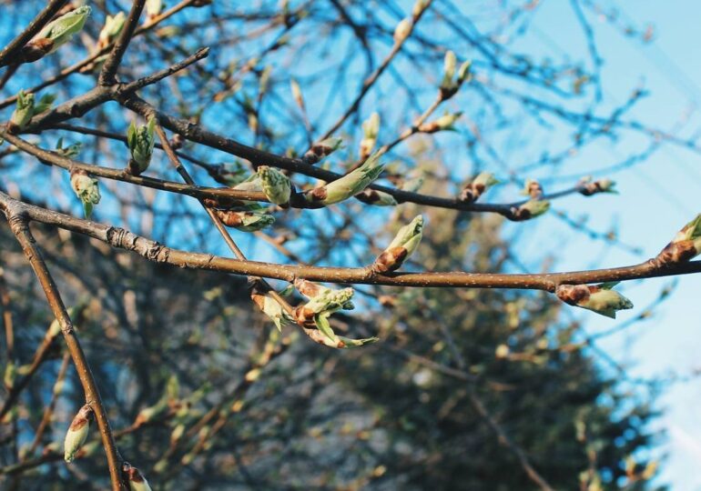 В Самарской области 1 апреля погода установила температурные рекорды