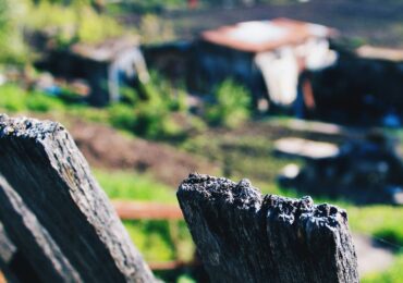 Самарцам рассказали, за какие растения на дачном участке грозит штраф