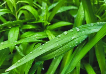 За неправильную обработку дачи от вредителей грозит штраф до 20 тыс. руб.