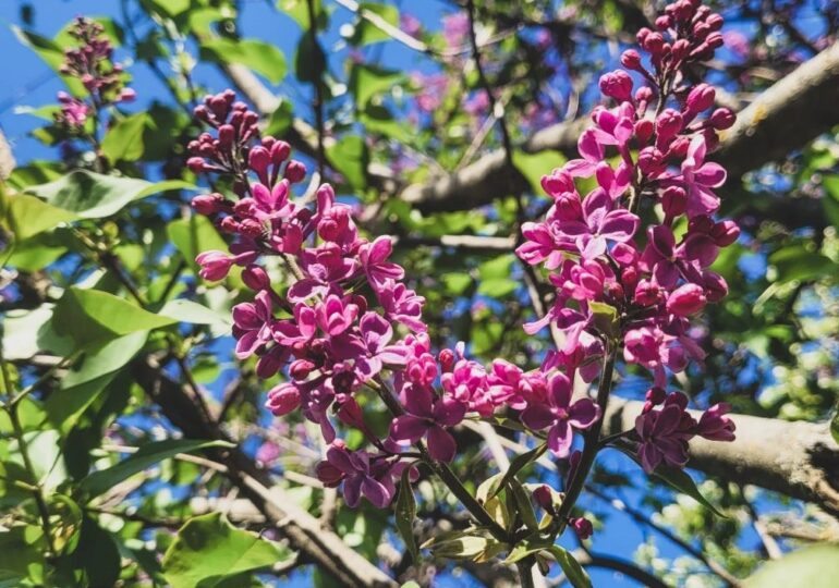 В Самаре потеплеет к 9 мая