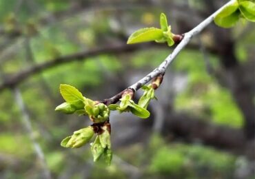 В конце апреля самарцев ожидает четырехдневная рабочая неделя