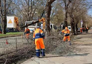 В апреле в Самаре высадят порядка 800 деревьев