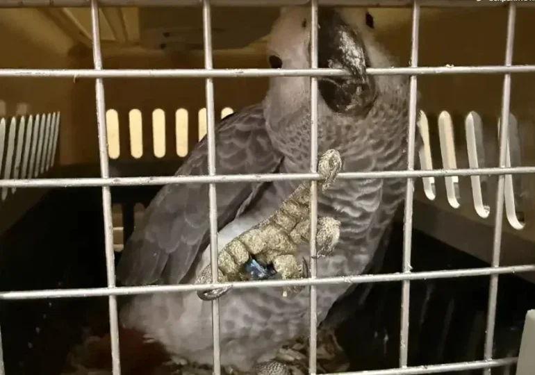 Самарские таможенники перехватили микроавтобус с редкими птицами без документов