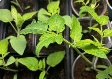 Самарцам назвали безопасную температуру для высадки рассады в грунт