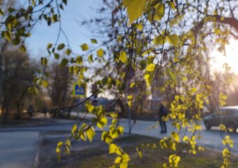 Врачи рассказали самарцам, как бороться с весенней аллергией