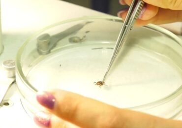 Биологи прогнозируют увеличение числа клещей и комаров в этом году