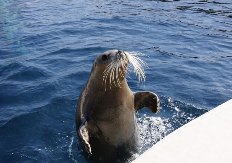 Московский зоопарк передал для макака Панча мягкую игрушку