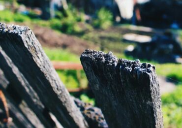 Самарцам рассказали, как защитить сад от вредителей