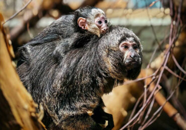 В Новосибирском зоопарке родился детеныш редкого белолицего саки