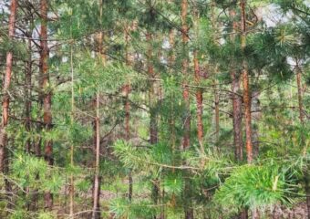 В Самарской области с 19 по 21 апреля ожидается высокая пожарная опасность лесов