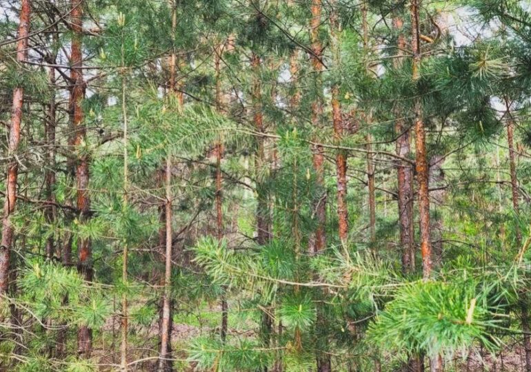 В Самарской области с 19 по 21 апреля ожидается высокая пожарная опасность лесов