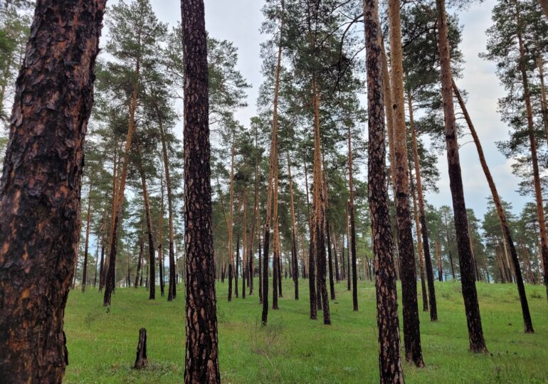 В Самарской области с 21 по 26 мая ввели запрет на посещение лесничеств