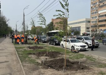 В Самаре на улице Гагарина высадили березы