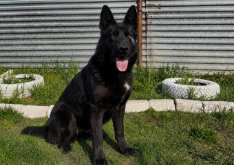 В УФСИН РФ по Самарской области проводили на пенсию служебных собак