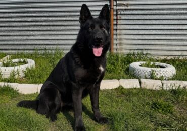 В УФСИН РФ по Самарской области проводили на пенсию служебных собак