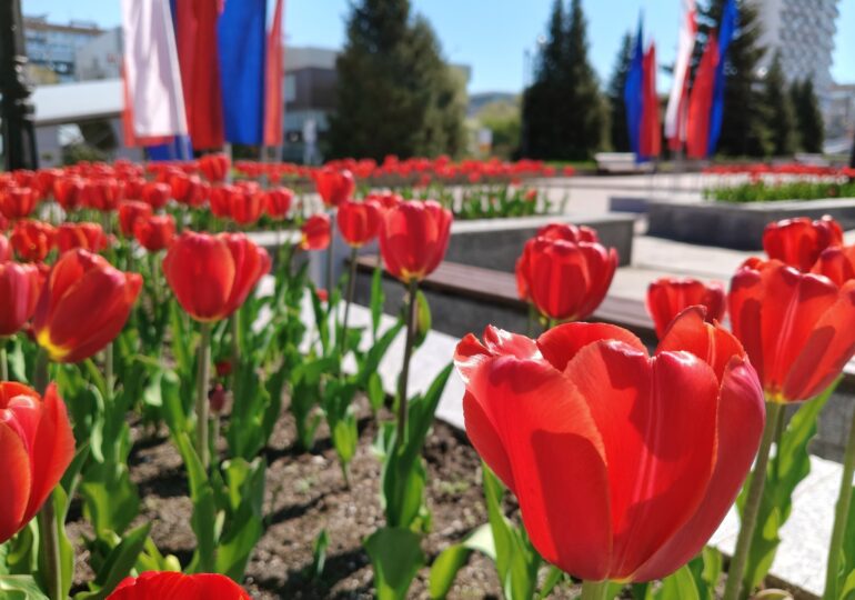 В Самаре начали озеленять общественные пространства
