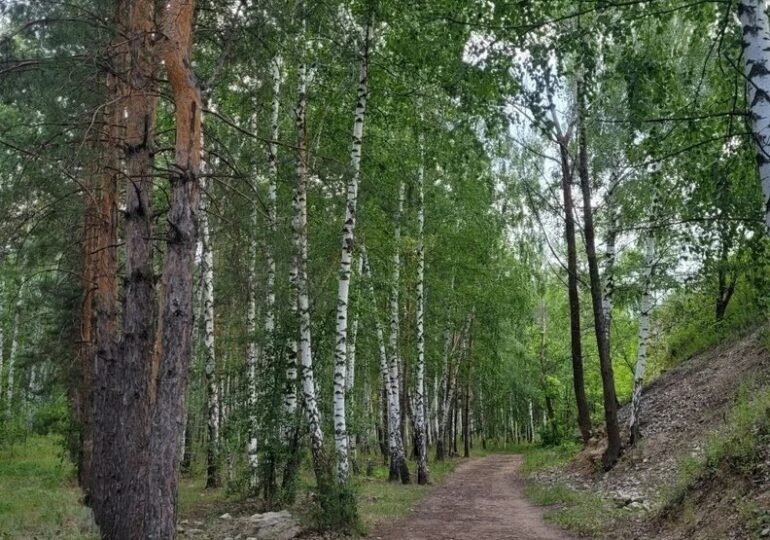 В Самарской области с 16 по 19 июля ожидается высокая пожарная опасность лесов