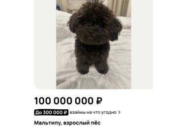 В Самаре продают собаку за 100 миллионов рублей