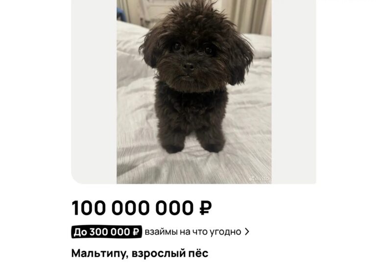 В Самаре продают собаку за 100 миллионов рублей