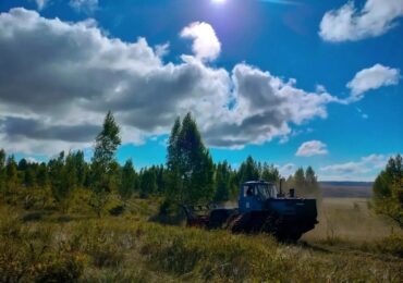 В Самарской области начали готовить лесные участки под посадку 2027 года