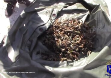 В Самарской области у браконьеров изъяли раков и рыбную продукцию