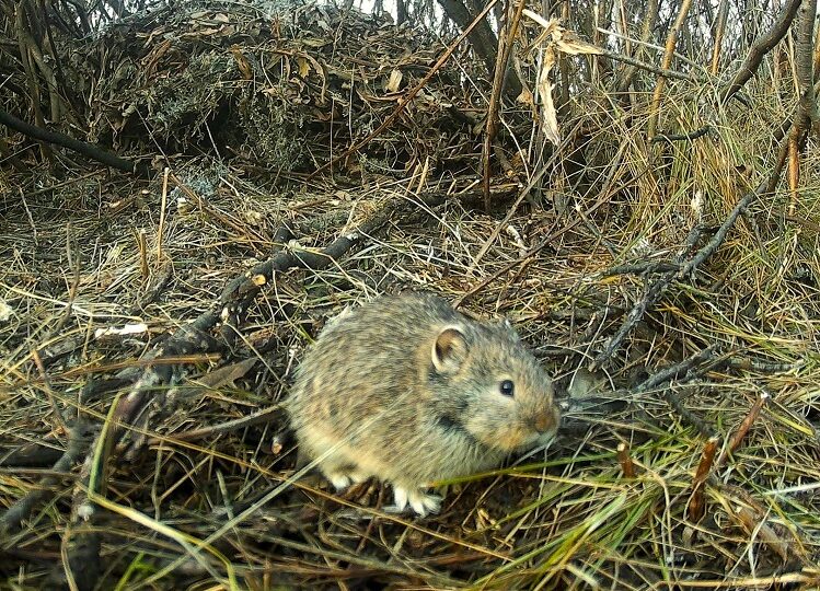 В Самарской области нашли колонию краснокнижных пищух