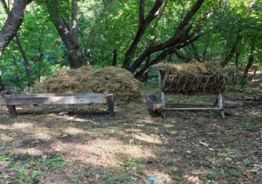 В Самарской области готовят места для подкормки диких животных