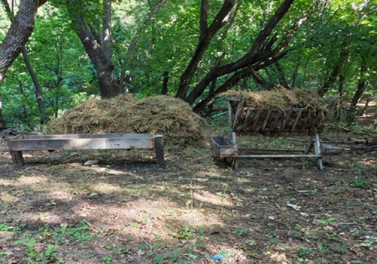 В Самарской области готовят места для подкормки диких животных