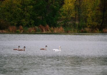 На реку в Самарской области вернулись лебеди и утки