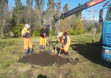 В Самаре начали осеннюю посадку деревьев
