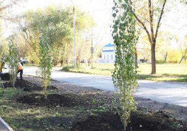 В Самаре высаживают саженцы деревьев и цветущих кустарников